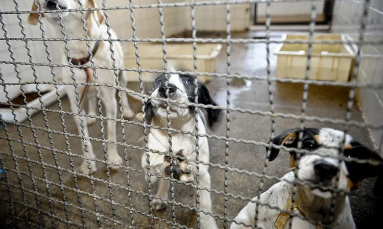 Exceção valerá para animais com doenças infectocontagiosas incuráveis. (Fábio Pozzebom/Agência Brasil)