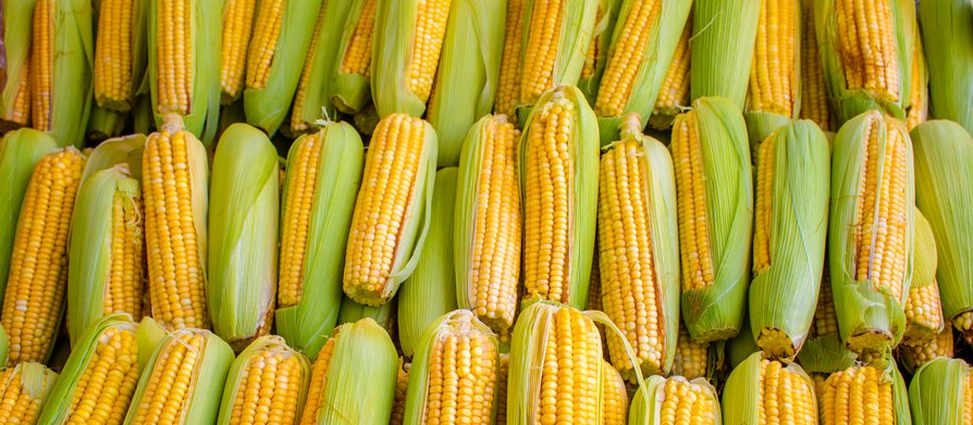 Produção total de milho é estimada pela Conab em 125,5 milhões de toneladas