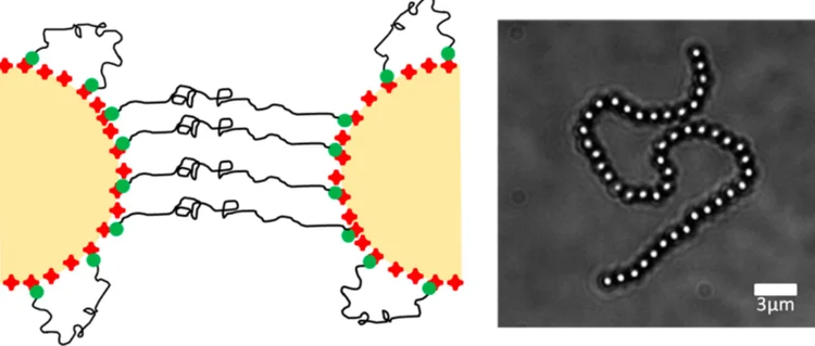 Imagem mostra interação entre partículas conectadas por DNA em fluído (Langmuir Journal/Reprodução)