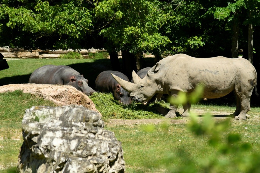 Morre, aos 54 anos, o rinoceronte-branco mais velho do mundo