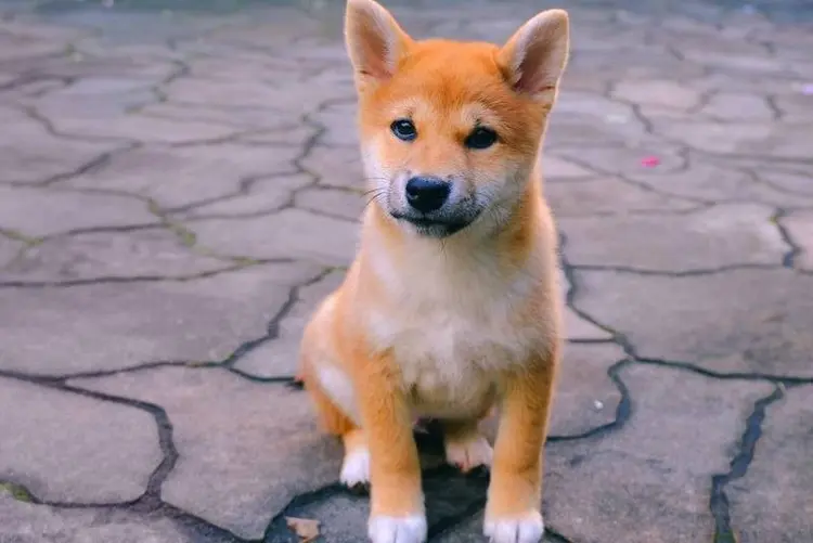 Rally pode ter pouca coisa a ver com o post do Elon Musk no Twitter sobre seu cachorrinho Floki na tarde de 4 de outubro (Melody Less/Unsplash/Reprodução)