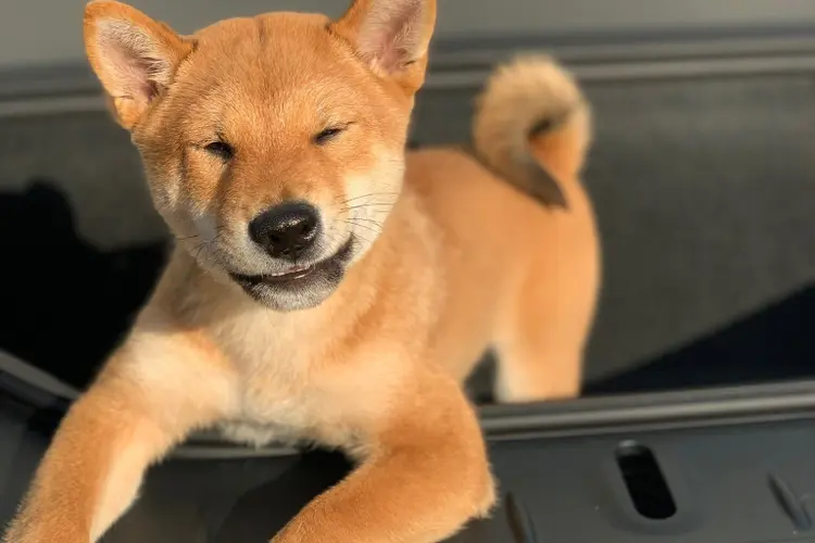 Elon Musk compartilhou foto do seu cachorro Floki, da raça shiba inu, e ajudou a popularizar criptomoeda de mesmo nome (Twitter/Elon Musk/Reprodução)