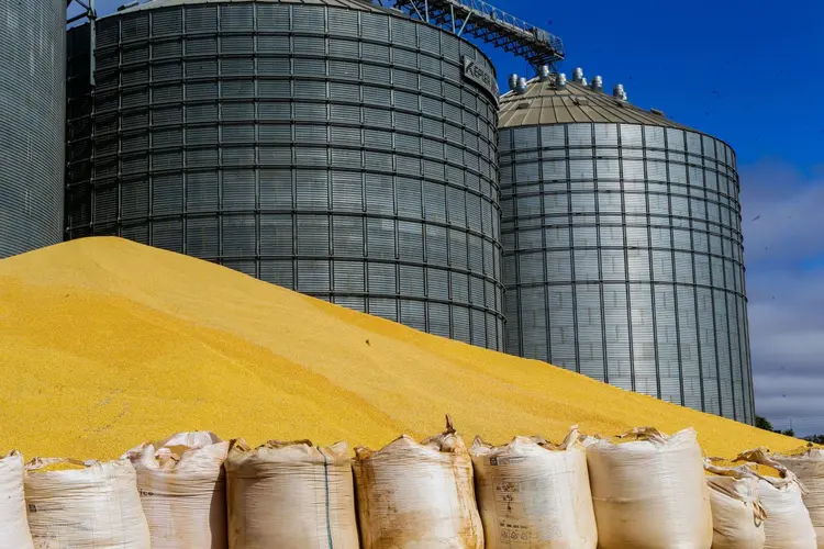 Milho excedente é colocado ao ar livre devido à falta de espaço nos silos em Lucas do Rio Verde, no norte do estado do Mato Grosso | Foto: Gabriela Biló/Estadão Conteúdo (Gabriela Biló/Estadão Conteúdo)