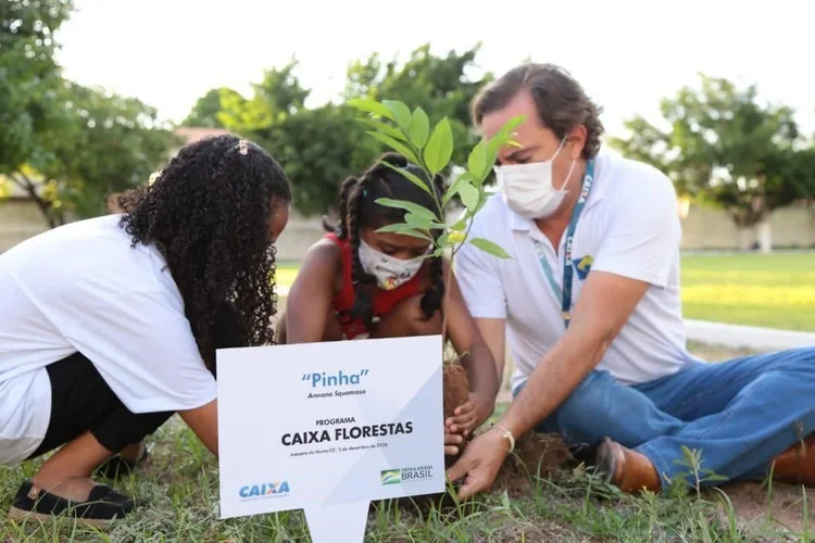 Banco busca investir na recuperação de florestas e nascentes em 3,5 milhões de hectares de todos os biomas brasileiros. (Bússola/Reprodução)