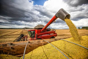 Imagem referente à matéria: USDA mantém estimativa para produção de soja, mas mercado espera corte por causa do clima