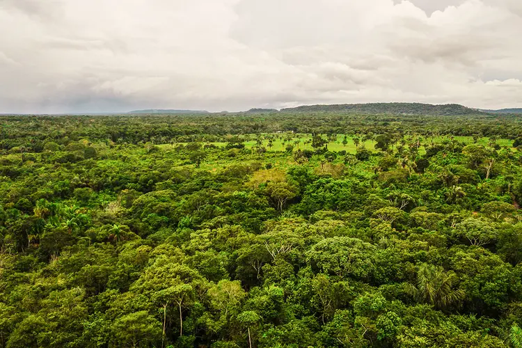 Floresta amazônica: desmatamento registrado no mês de setembro representa uma área quase quatro vezes maior que Fortaleza (PrevisIA/Divulgação)