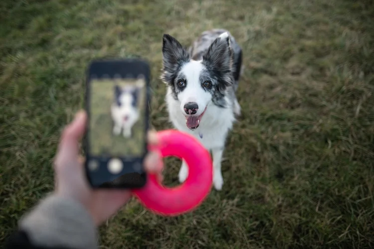 Além de espaço para postagens, app oferece serviços para os cuidados do pet (IzaLysonArts/Getty Images)