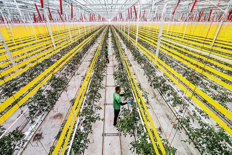 Manejo agrícola: abrir dados em entidades públicas deverá facilitar a luta contra emissões de gases de efeito estufa (Zhang Zhongping/Getty Images)