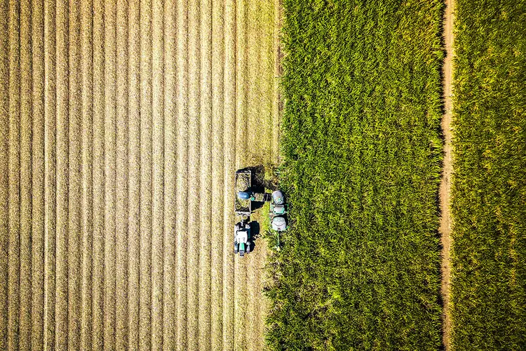 Cana de Açúcar: só na cooperativa agrícola são mais de 12 mil agricultores (Meaghan Skinner Photography/Getty Images)