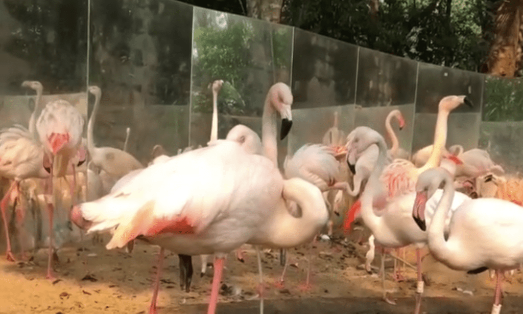 Ataque de onças-pintadas mata 172 flamingos em Foz do Iguaçu