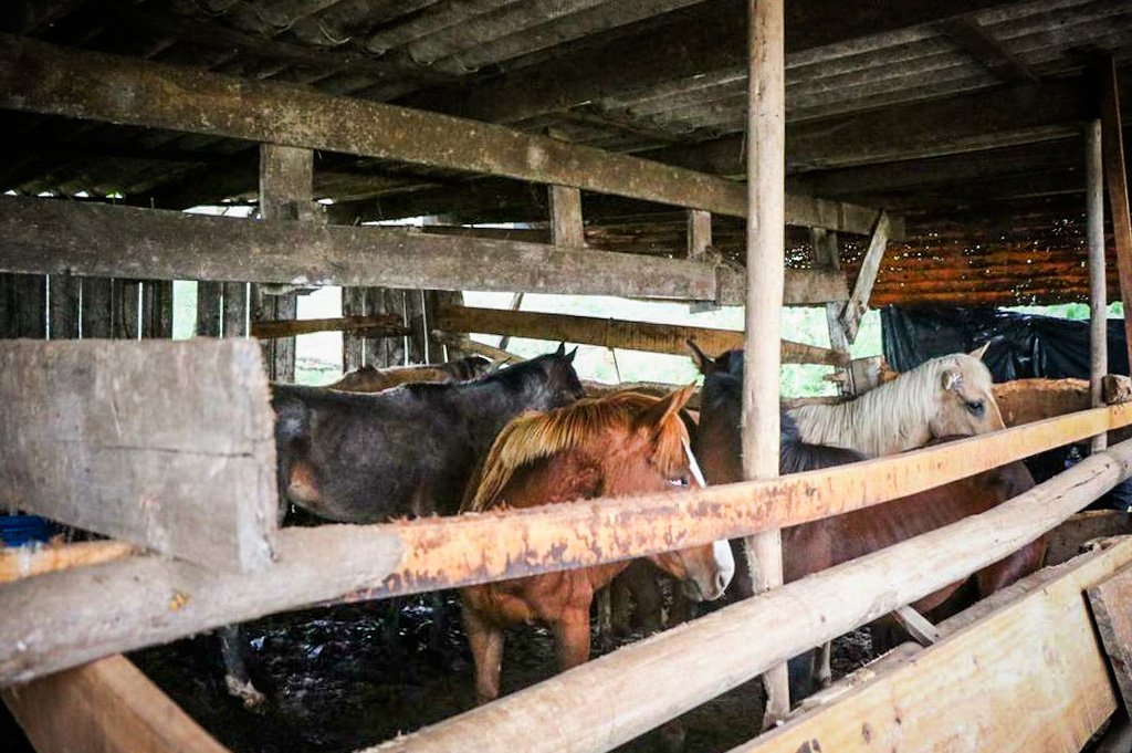 Polícia fecha matadouro que vendia carne de cavalo como bovina em