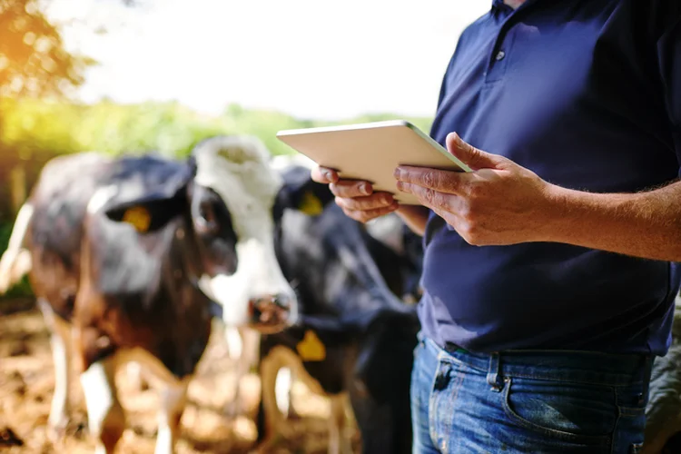 Plataforma Boi na Linha: acesso a ferramentas, dados e informações técnicas para uma cadeia bovina livre de desmatamento (PeopleImages/Getty Images)