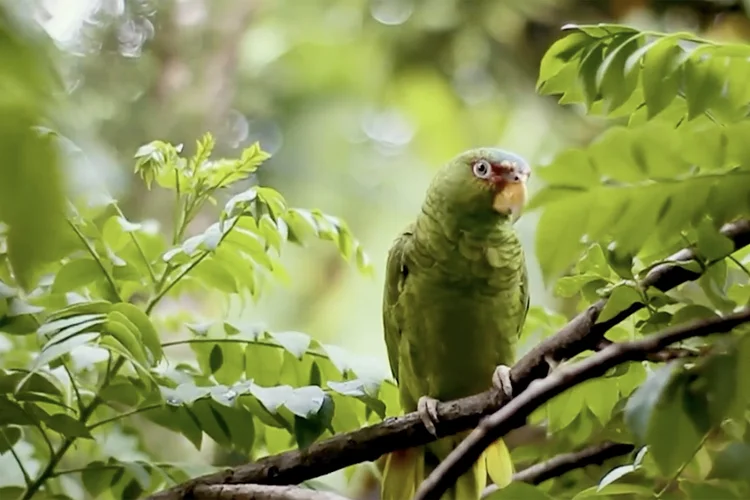 JBS pela Amazônia: pela primeira vez, o fundo apoiará um projeto em terras indígenas (JBS/Divulgação)