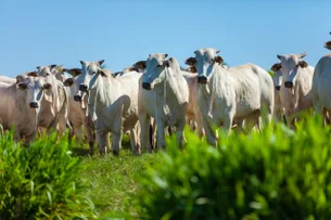 Minerva (BEEF3) dispara 9% com bons sinais em integração dos ativos da Marfrig