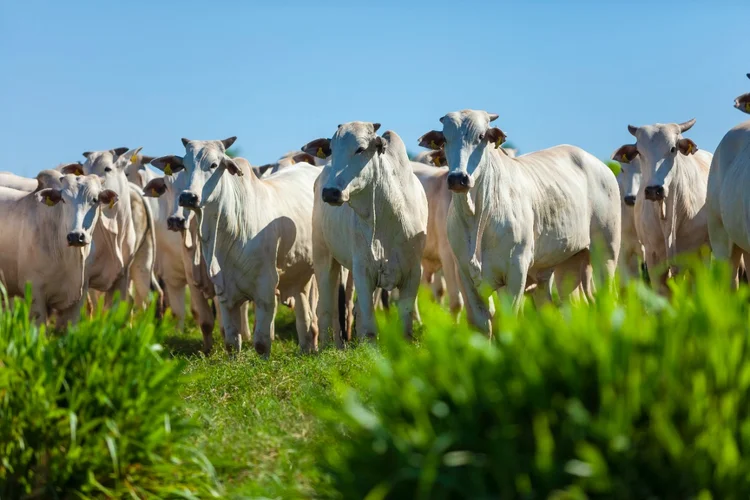 Pecuária: projeto de rastreabilidade da Marfrig recebeu mais aporte de R$ 100 milhões durante a COP28 (Marfrig/Divulgação)