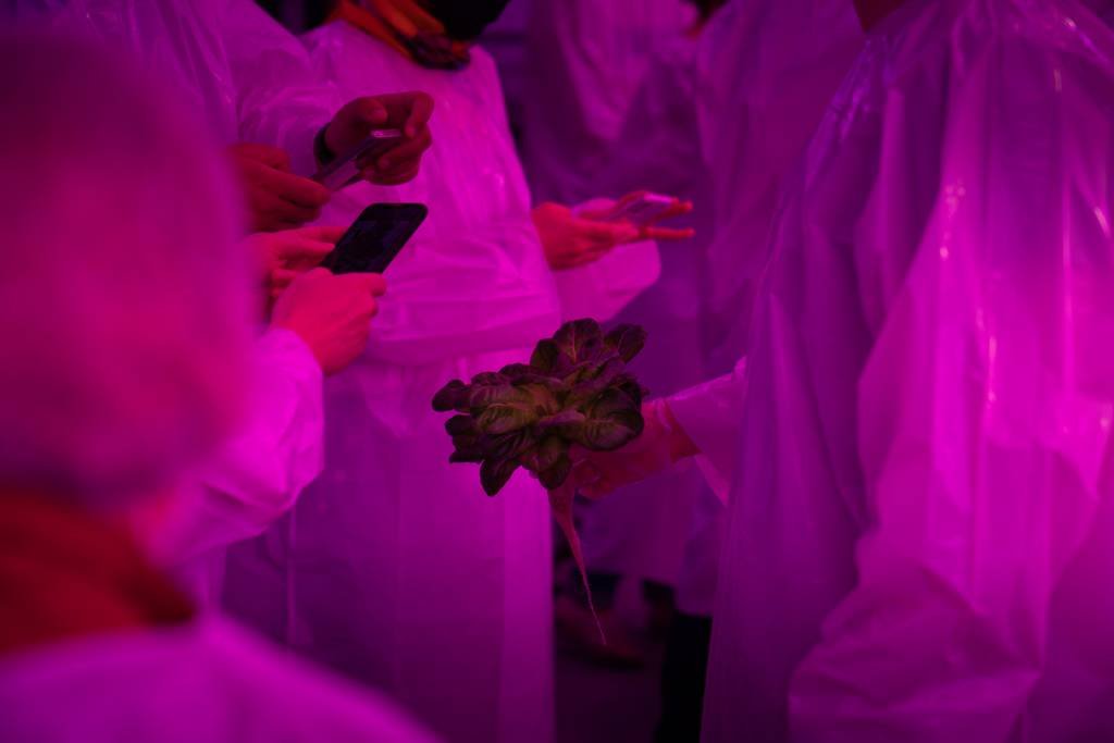 Pink Farms