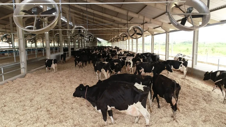 Local deve receber produtores parceiros para visitação e treinamento a respeito do manejo bovino através do sistema compost barn. (Scala/Divulgação)