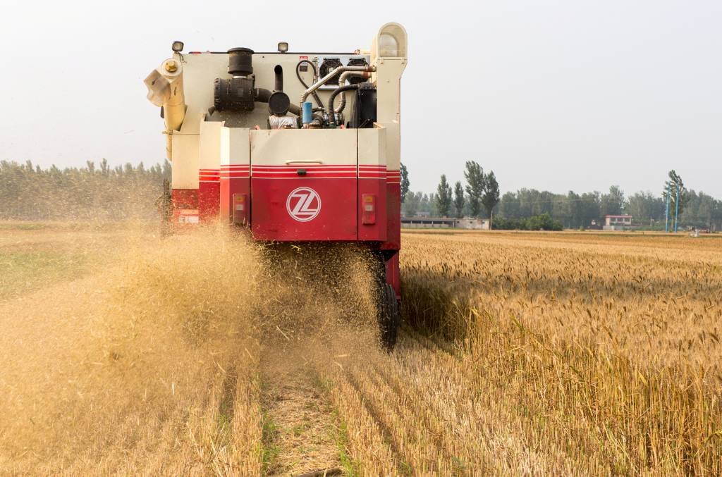 China deve leiloar 500 mil toneladas de trigo