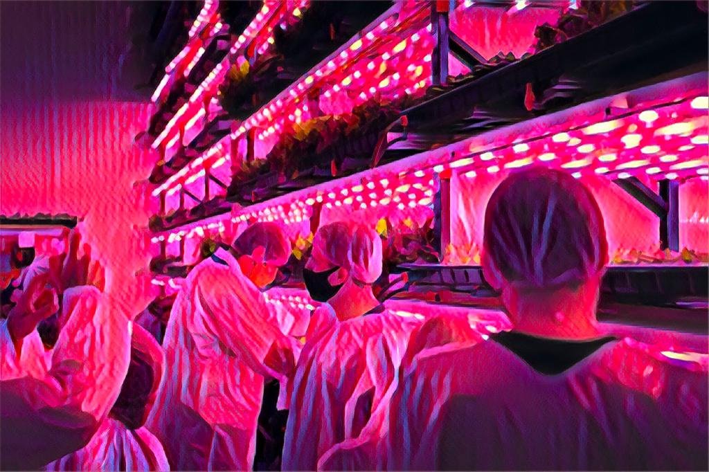 Pink Farms prepara rodada de R$ 15 mi para multiplicar produção por 10