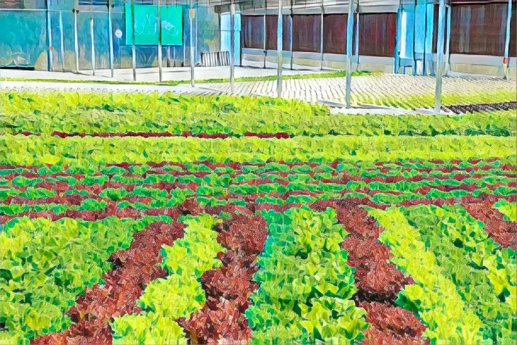 BeGreen: unidade de 1.300 m² em Campinas (SP), no Parque D. Pedro Shopping (BeGreen/Reprodução)