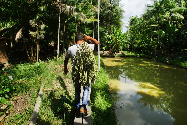 Impulsionar cadeias de valor importantes para as comunidades da Amazônia, como o Açaí, é o objetivo do programa de aceleração promovido pela AMAZ (Paulo Amorim/Getty Images)