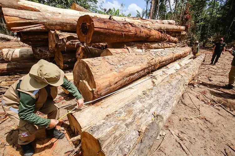 Desmatamento ilegal no Pará. (Alex Ribeiro/Agência Pará/Divulgação)