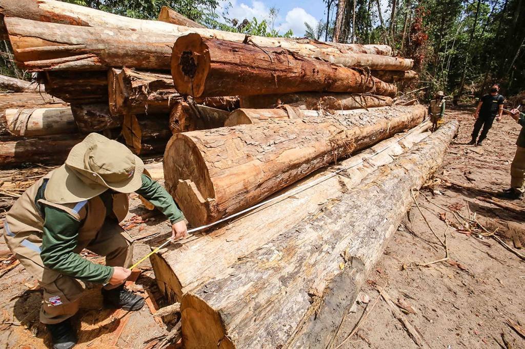 A maior área de alerta de desmatamentos neste período foi detectada no Pará, com 435 km (Alex Ribeiro/Agência Pará/Divulgação)
