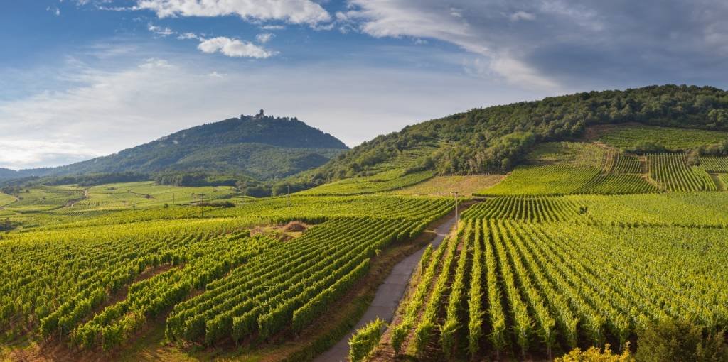 Dois vinhos da Toscana que conquistaram Philippe de Nicolay Rothschild
