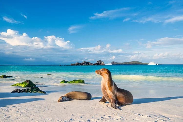 Leões-marinhos nas Ilhas Galápagos, que devem ganhar 60 mil km² de área protegida (Getty Images/Getty Images)