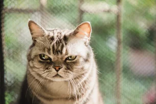 Por que gatos guardam rancor dos donos? Veja como evitar que felinos fiquem 'de mal' por longo tempo