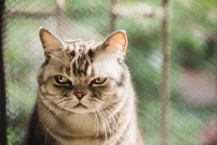 Imagem referente à matéria: Por que gatos guardam rancor dos donos? Veja como evitar que felinos fiquem 'de mal' por longo tempo