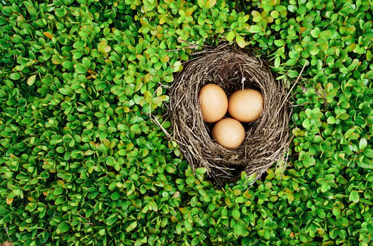 Brasil bate recorde de exportação de ovos férteis em 2021 (Getty Images/Getty Images)