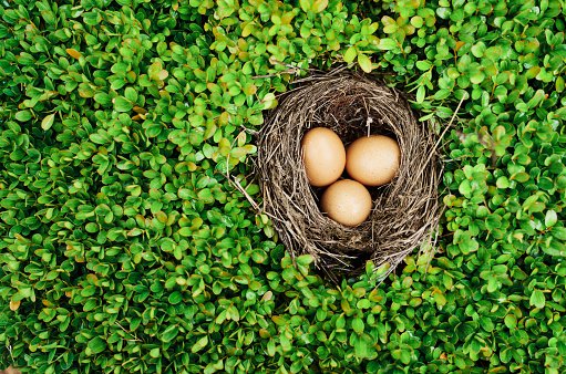 Brasil bate recorde de exportação de ovos fertilizados em 2021