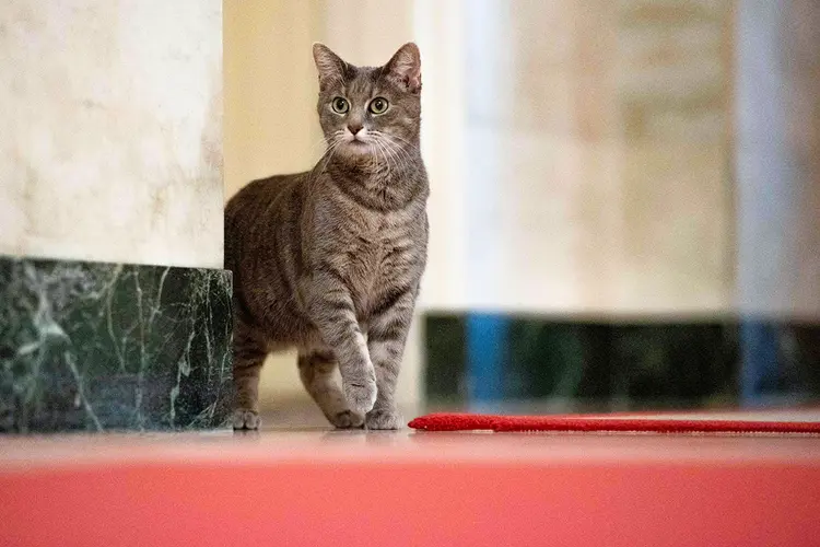 Pets estão mais presentes nos lares dos brasileiros, revela pesquisa | Foto: Erin Scott/Casa Branca/Reuters (Erin Scott/Casa Branca//Reuters)