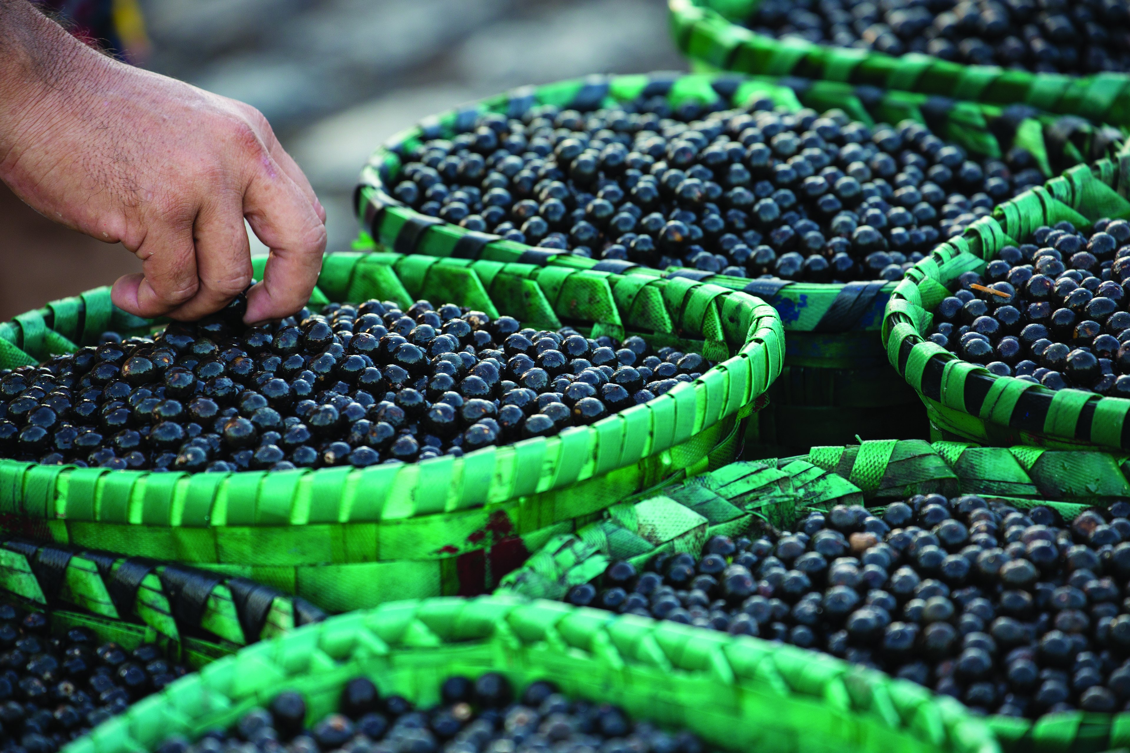 Arquipélago da Amazônia tem a produção de açaí mais sustentável do país