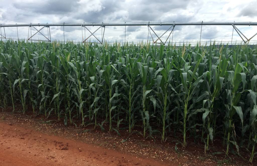 Na região chamada de corn belt, produtores americanos aguardam colheita do milho com baixa produtividade (Marcelo Rodrigues Teixeira/Reuters)