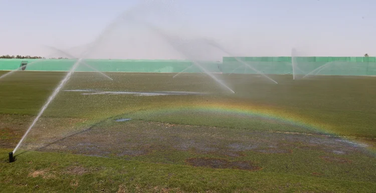 Grama cultivada em Umm Slal, em Doha, no Catar. (Ibraheem Al Omari/Reuters)