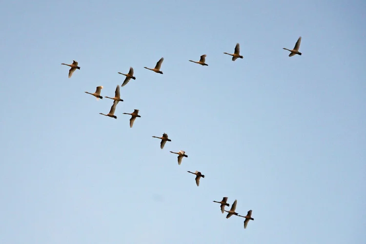 Aves: é comum que as graúnas migrem do norte do Canadá para o México durante o inverno, mas não há nenhuma explicação definitiva por trás das mortes por enquanto (Ken Jack-Corbis/Corbis/Getty Images)