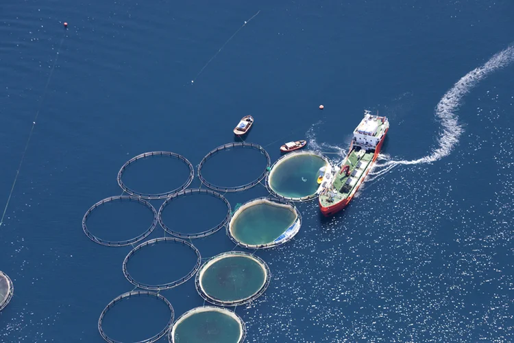  
Na aquicultura, a adoção de protocolos de produção e a exigência de licenciamento ambiental tornam a prática sustentável (Gece33/Getty Images)