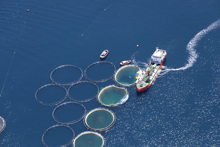 Aquicultura e pesca extrativista: o que é mais sustentável?