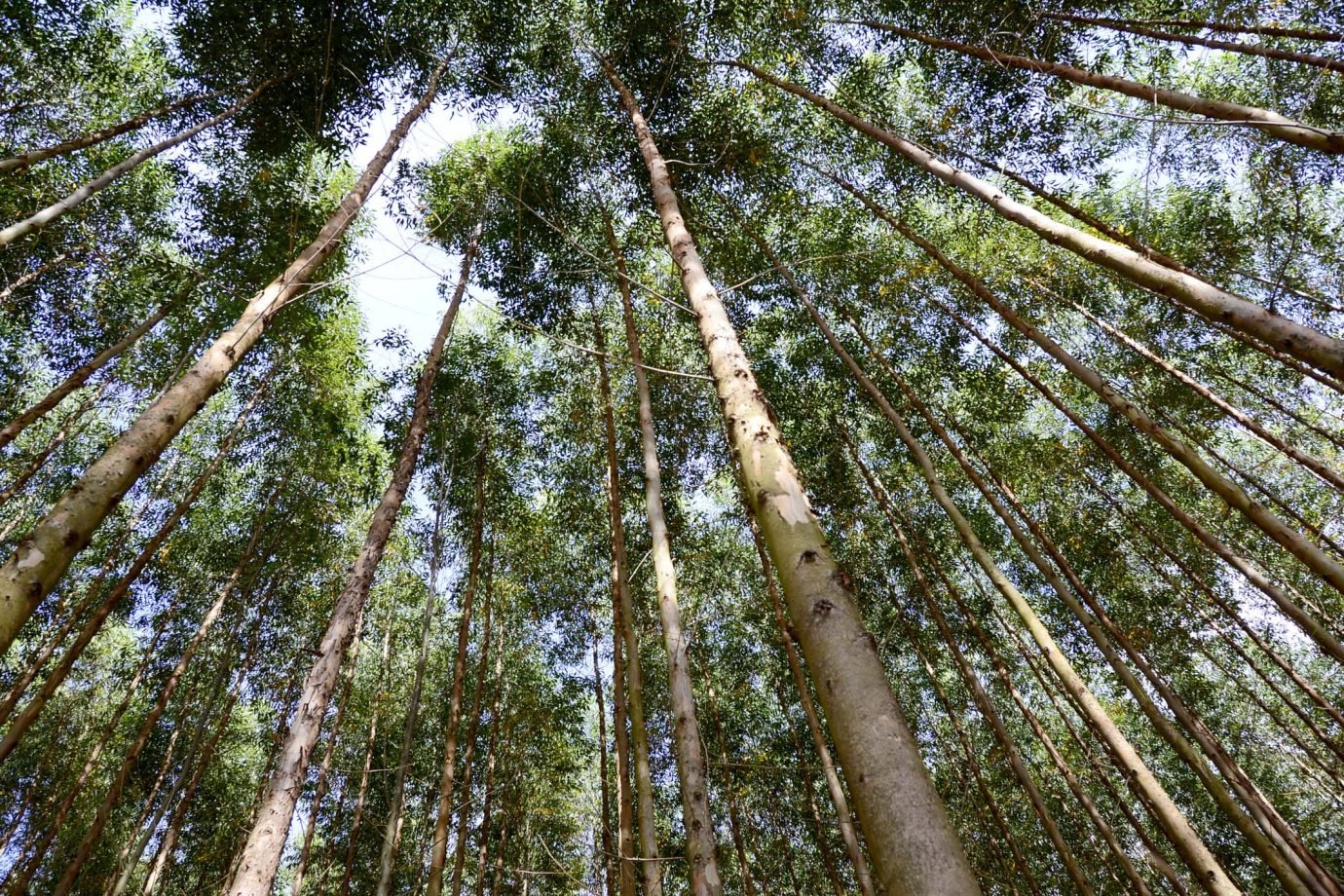 Casa Branca trabalha em empréstimo de US$ 50 milhões para projeto de reflorestamento do BTG Pactual