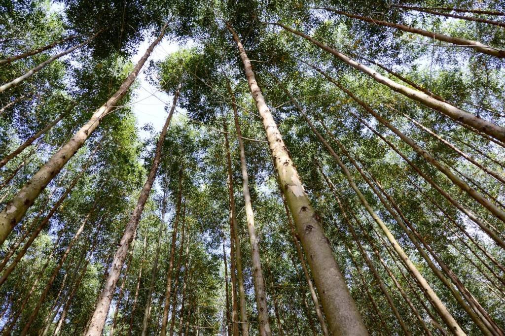 Suzano, Itaú e outras empresas se unem para conservar 4 milhões de hectares de florestas nativas