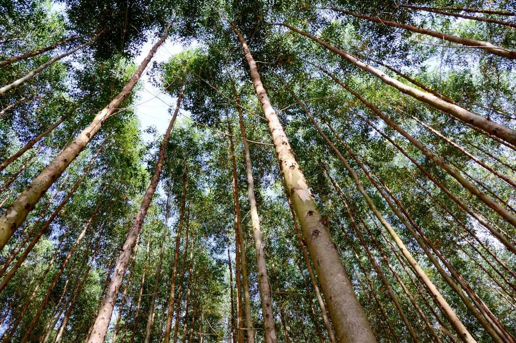 Suzano, Itaú e outras empresas se unem para conservar 4 milhões de hectares de florestas nativas