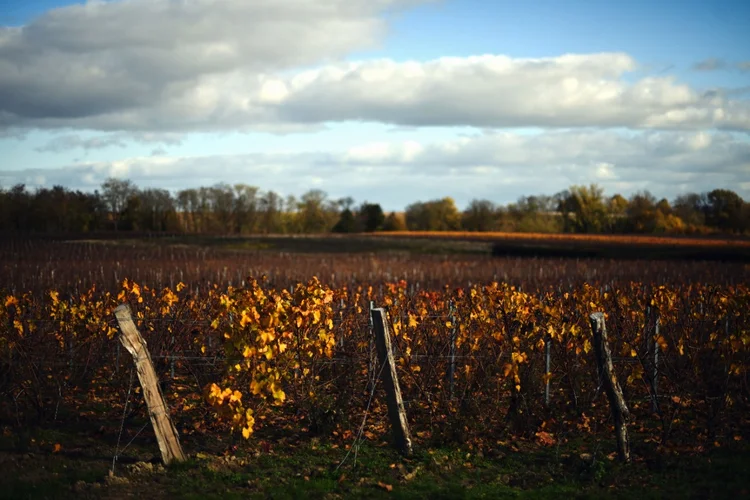 Vinhos de Rhône: leitores da EXAME ganham 10% de desconto nas sugestões da Edega. (OLIVIER CHASSIGNOLE/Getty Images)