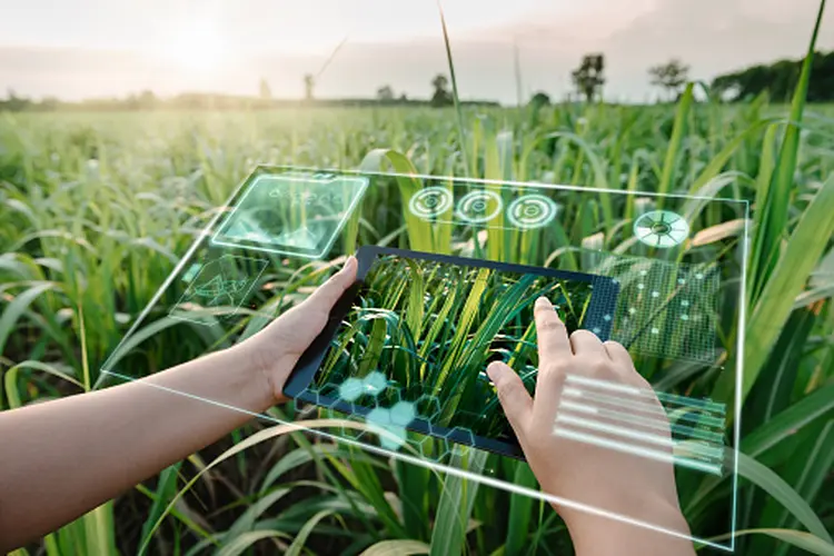 Female Farm Worker Using Digital Tablet With Virtual Reality Artificial Intelligence (AI) for Analyzing Plant Disease in Sugarcane Agriculture Fields. Technology Smart Farming and Innovation Agricultural Concepts. (Getty Images/Getty Images)