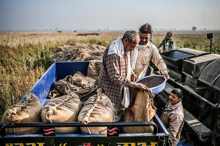 Sementes de mostarda colhidas em sacos de juta no distrito de Bharatpur, no Rajastão, na Índia. (T. Narayan/Bloomberg)