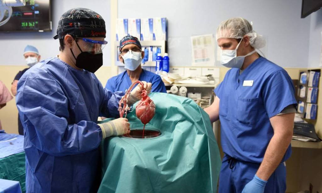 Nos EUA, médicos realizaram transplante de coração de um porco geneticamente modificado para um paciente humano, procedimento inédito no mundo. (Foto/AFP)
