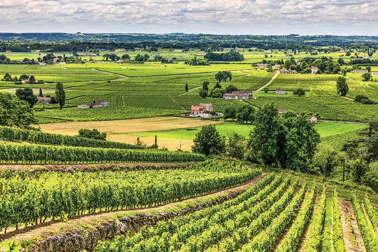 Vinhedo em Bordeaux: tradição com renovação (Anton Petrus/Getty Images)