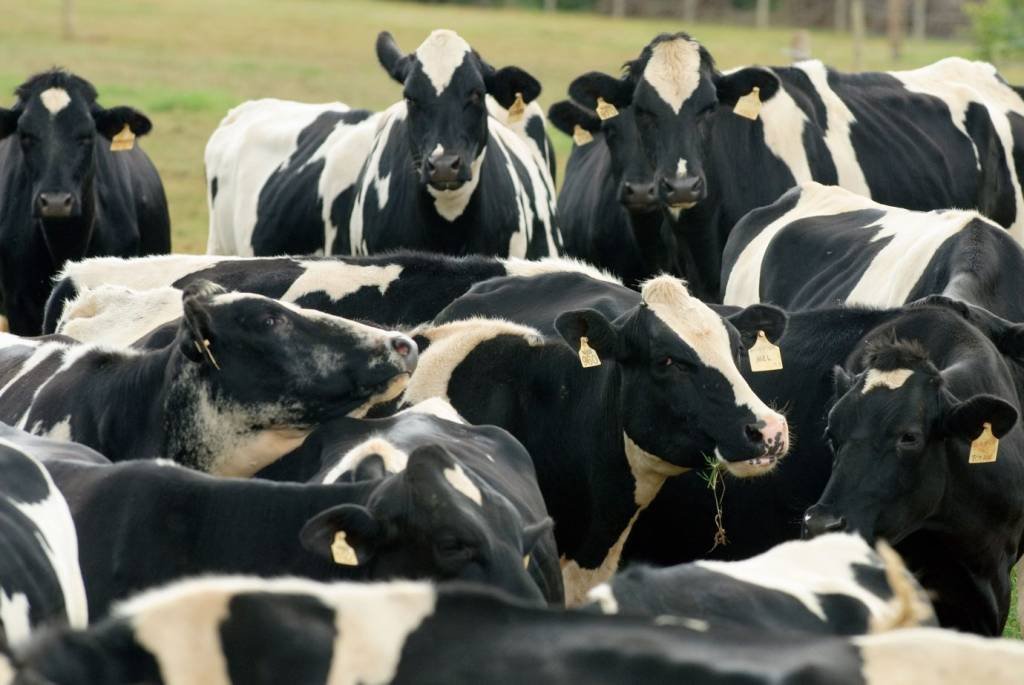 Vacas: preço do leite está perto dos R$ 10 (Nestlé/Reprodução)