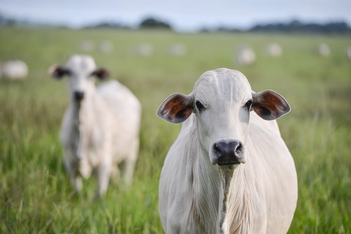 Agropecuária: no caso dos bovinos, por exemplo, selo da MSD Saúde Animal bebe de recomendações brasileiras da Embrapa (Lucas Ninno/Getty Images)